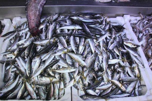 Samsun’da Balık Fiyatları