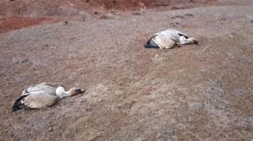 Iğdır Tuzluca Kuş Cennetinde Akbaba Katliamı