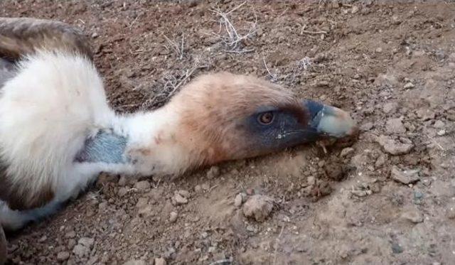 Iğdır Tuzluca Kuş Cennetinde Akbaba Katliamı