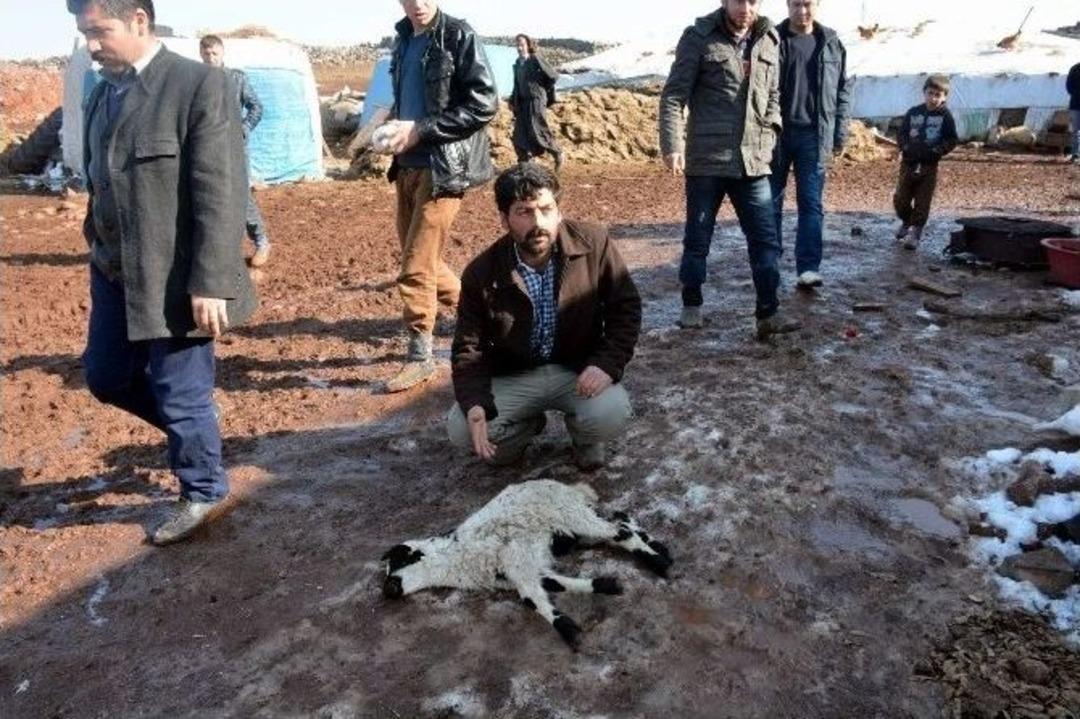 Yanlış İla&ccedil; Kullanımından 120 Koyun Telef Oldu