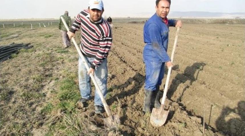 Karaman&rsquo;da Şakayık &Ccedil;i&ccedil;eği Yetiştirilecek