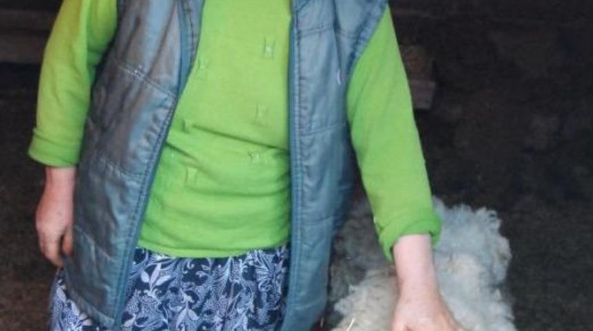 Bir Batında 5 Kuzu Doğuran Koyun Şaşırttı