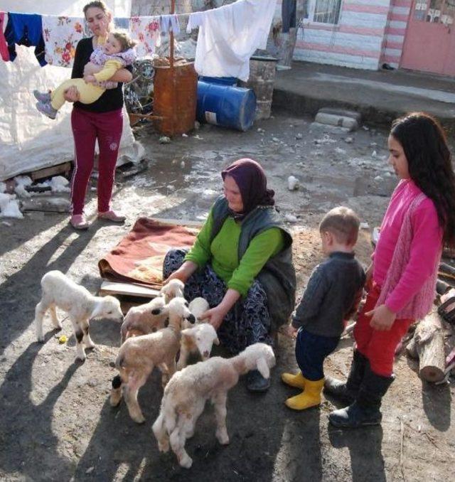 Bir Batında 5 Kuzu Doğuran Koyun Şaşırttı