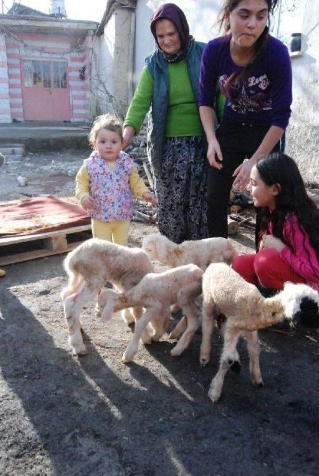 Bir Batında 5 Kuzu Doğuran Koyun Şaşırttı