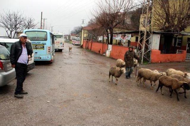 Lapseki'de Bir Köyde Kuduz Karantinası