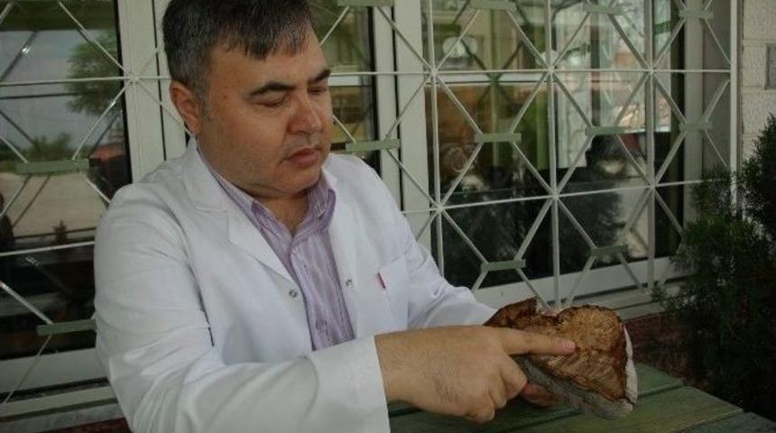 Herbalist G&uuml;ng&ouml;r, Mantarları Mercek Altına Aldı