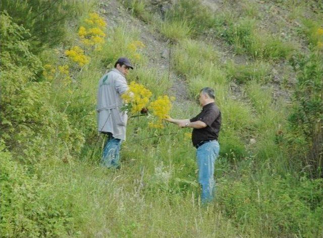 Herbalist Güngör, Mantarları Mercek Altına Aldı