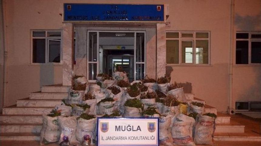 Jandarma 1 Yılda 831 Kilo Esrar Yakalandı