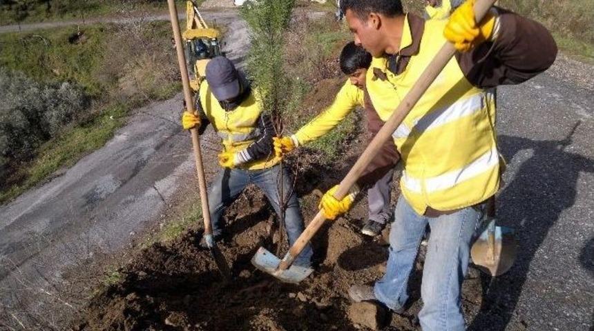 B&uuml;y&uuml;kşehirden Palamutk&ouml;y&rsquo;e 500 Adet Fıstık &Ccedil;amı