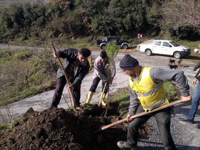 Büyükşehirden Palamutköy’e 500 Adet Fıstık Çamı