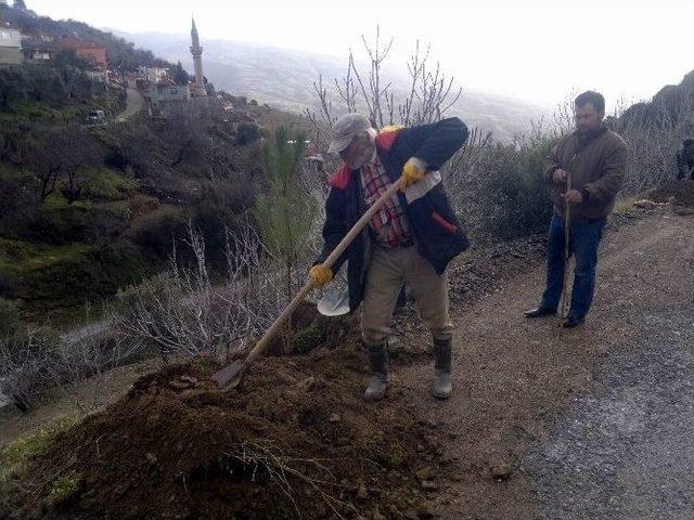 Büyükşehirden Palamutköy’e 500 Adet Fıstık Çamı