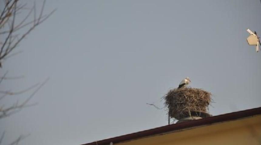 Iğdır'a Leylekler Geldi