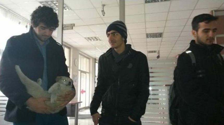 Yaralı Yavru K&ouml;peğe Gen&ccedil;ler Sahip &Ccedil;ıktı