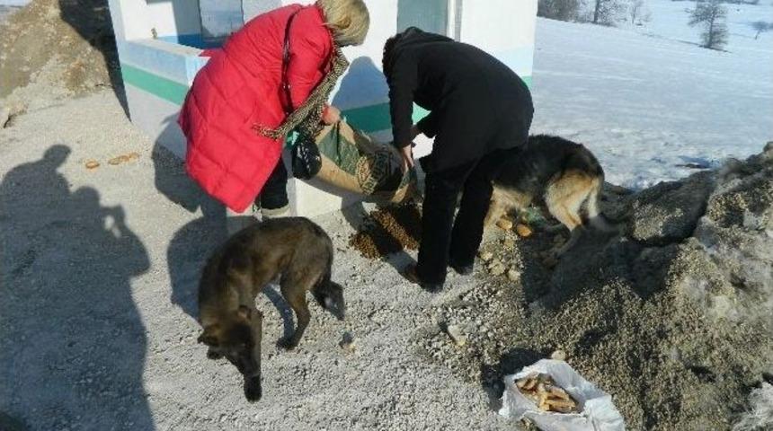 Bilecik&rsquo;te G&ouml;n&uuml;ll&uuml; Hayvan Severler K&ouml;ylerdeki Sokak Hayvanlarını Unutmadı