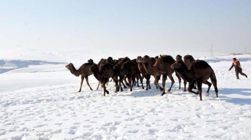 Develerin Van Kampı