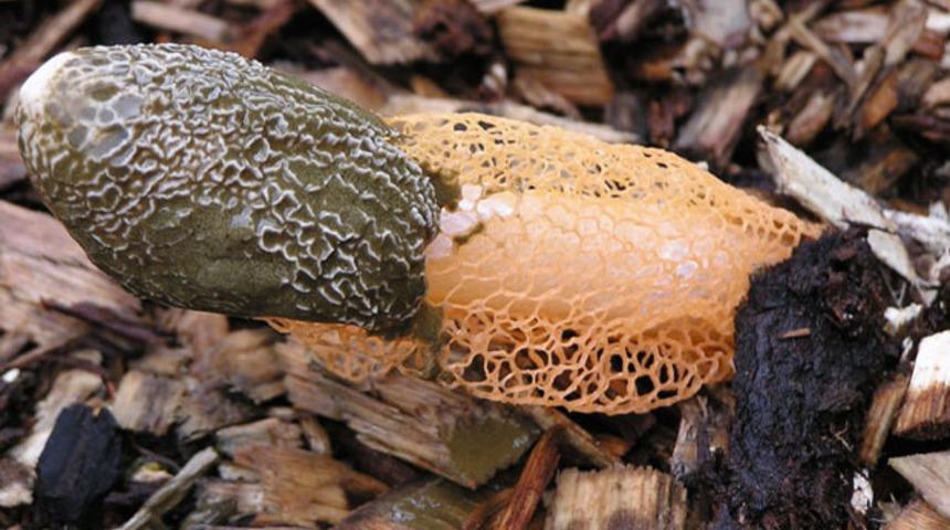 Kadınların bir anda orgazm olmasını sağlayan mantar!