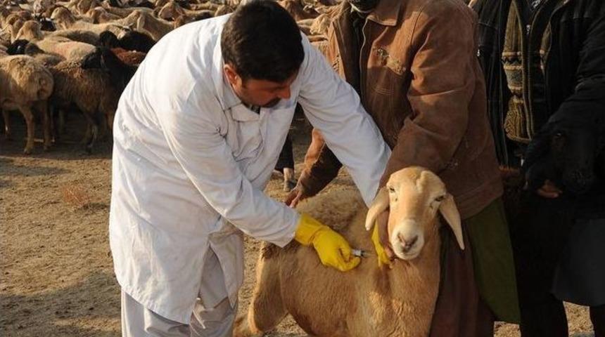 K&uuml;&ccedil;&uuml;kbaş Hayvanlarda &lsquo;mavi Dil Hastalığı&rsquo; İ&ccedil;in Aşı &Ccedil;ağrısı