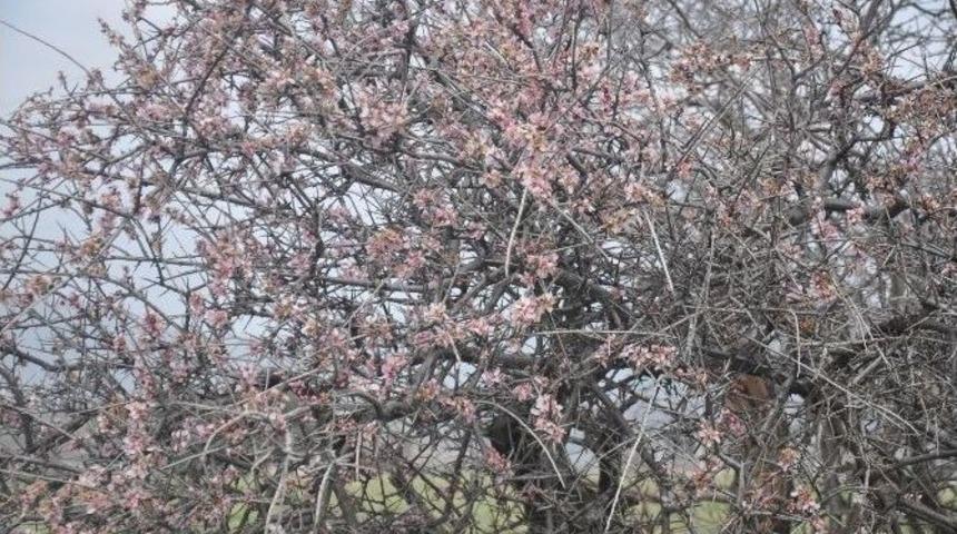 Kahta&rsquo;da Yalancı Bahar