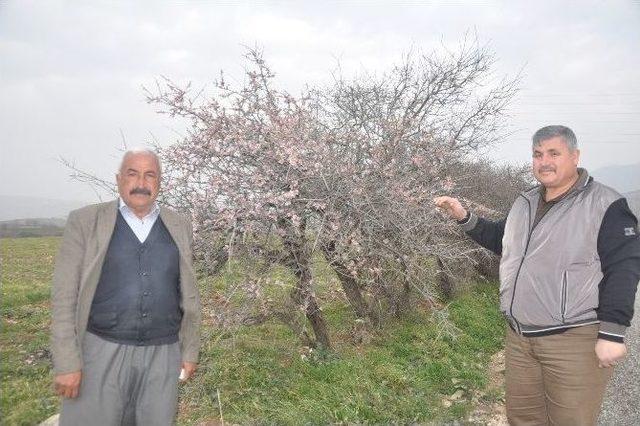 Kahta’da Yalancı Bahar