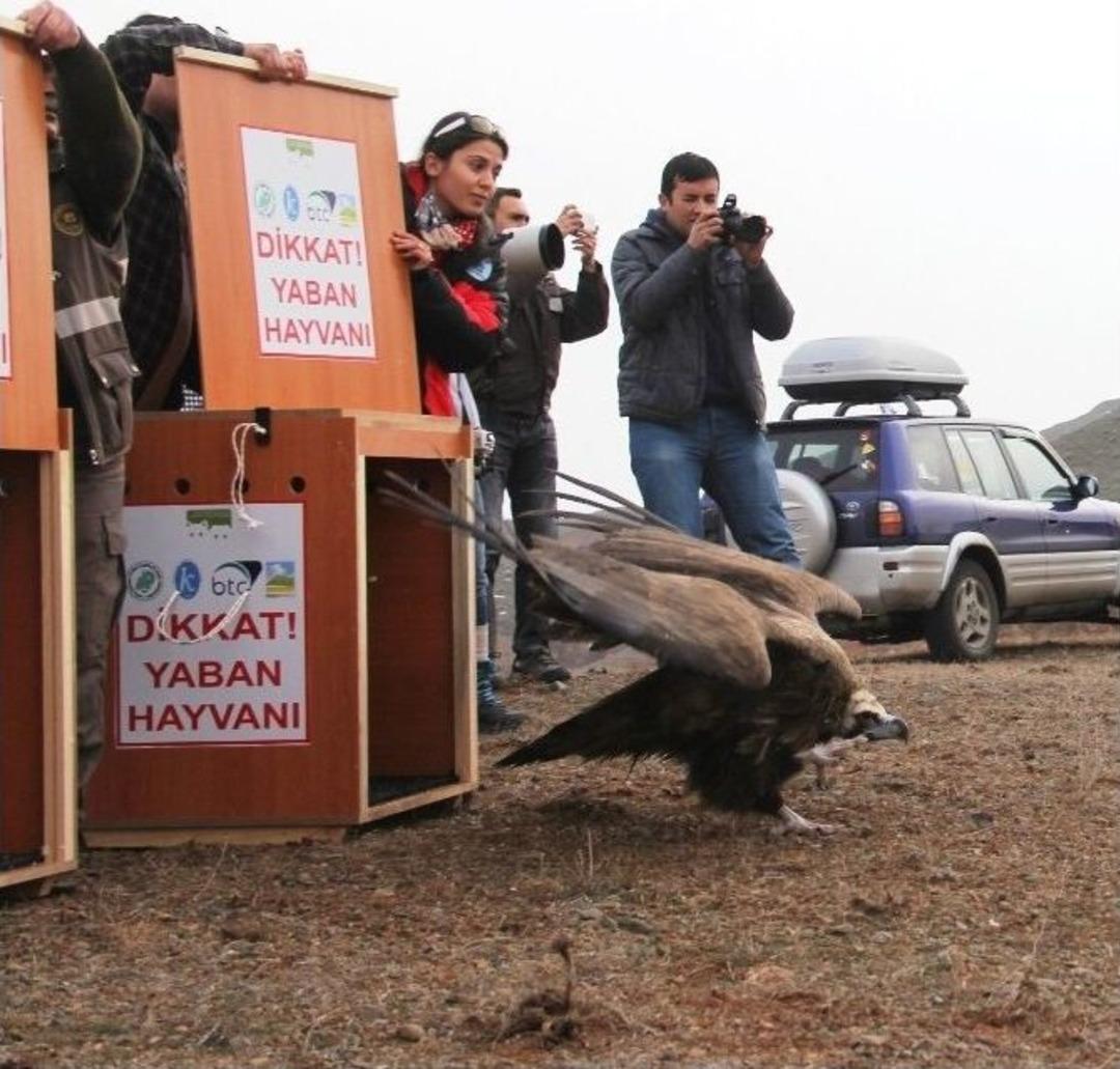 Zehirlenen Akbabalar Doğaya Bırakıldı