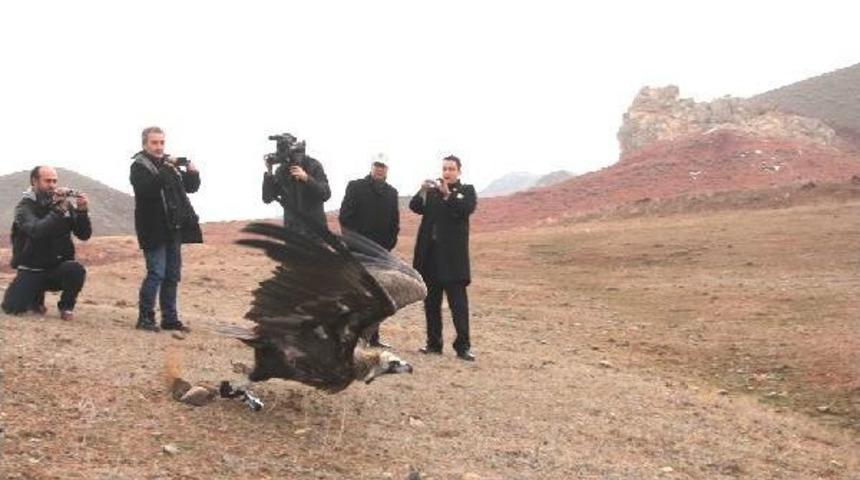 Zehirlenen Akbabalar &Ouml;zg&uuml;rl&uuml;ğe Kanat &Ccedil;ırptı