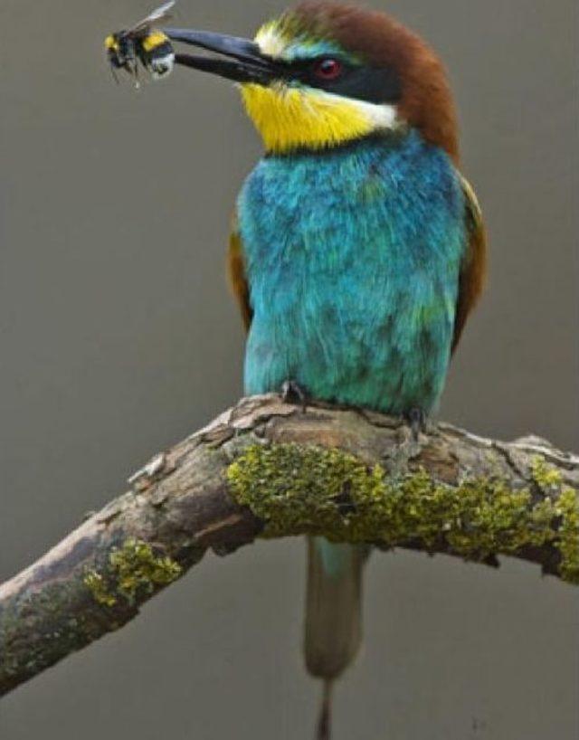 Ordulu Gezginci Arıcılar Arı Kuşundan Dertli 1