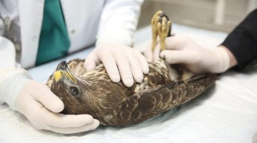 Kanadı Kırılan Şahine Platin Takıldı