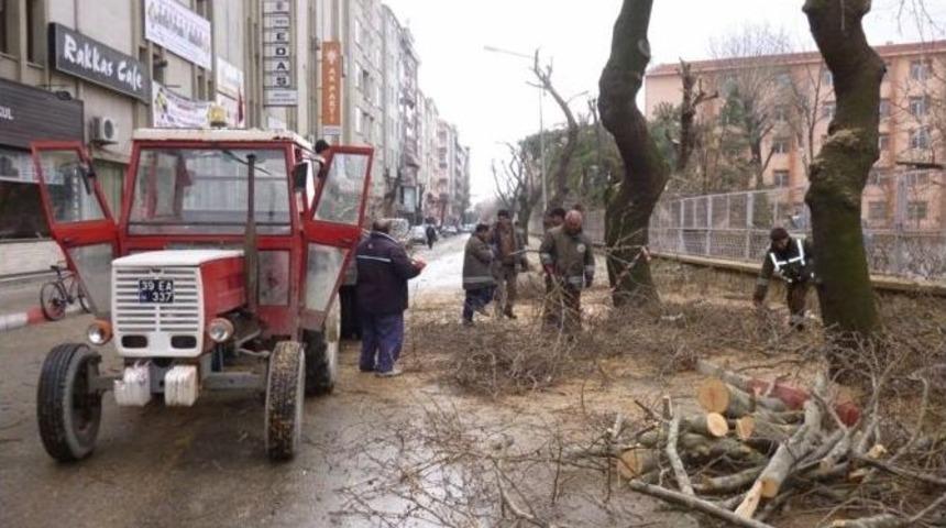 Kırklareli&rsquo;nde Ağa&ccedil;lara Bakım Ve Budama &Ccedil;alışması Yapılıyor