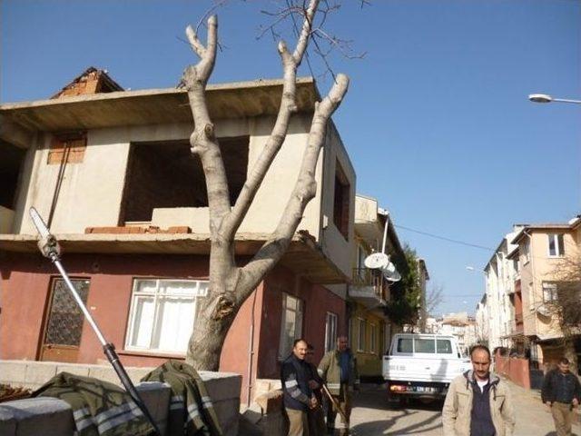 Kırklareli’nde Ağaçlara Bakım Ve Budama Çalışması Yapılıyor