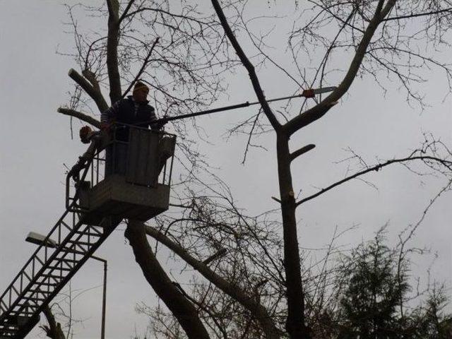 Kırklareli’nde Ağaçlara Bakım Ve Budama Çalışması Yapılıyor