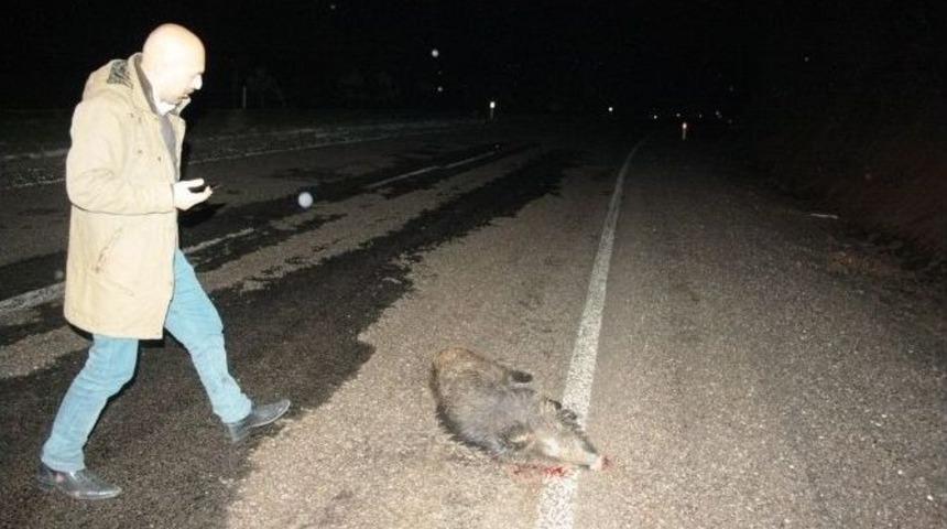 Amasra&rsquo;da Domuzlar Karayoluna İndi