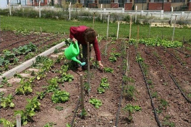 Hobi Bahçelerine Başvurular Başladı