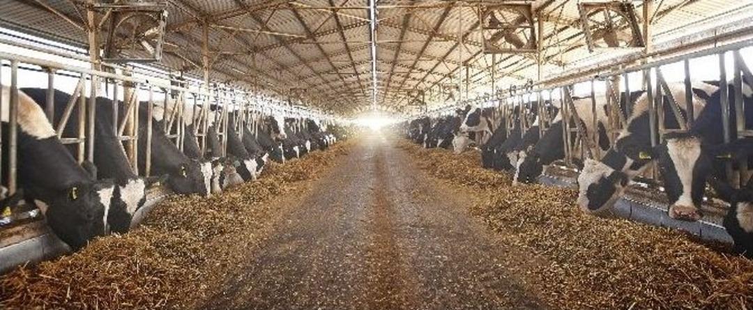 S&uuml;taş 5 Yılda İki Kat B&uuml;y&uuml;d&uuml;