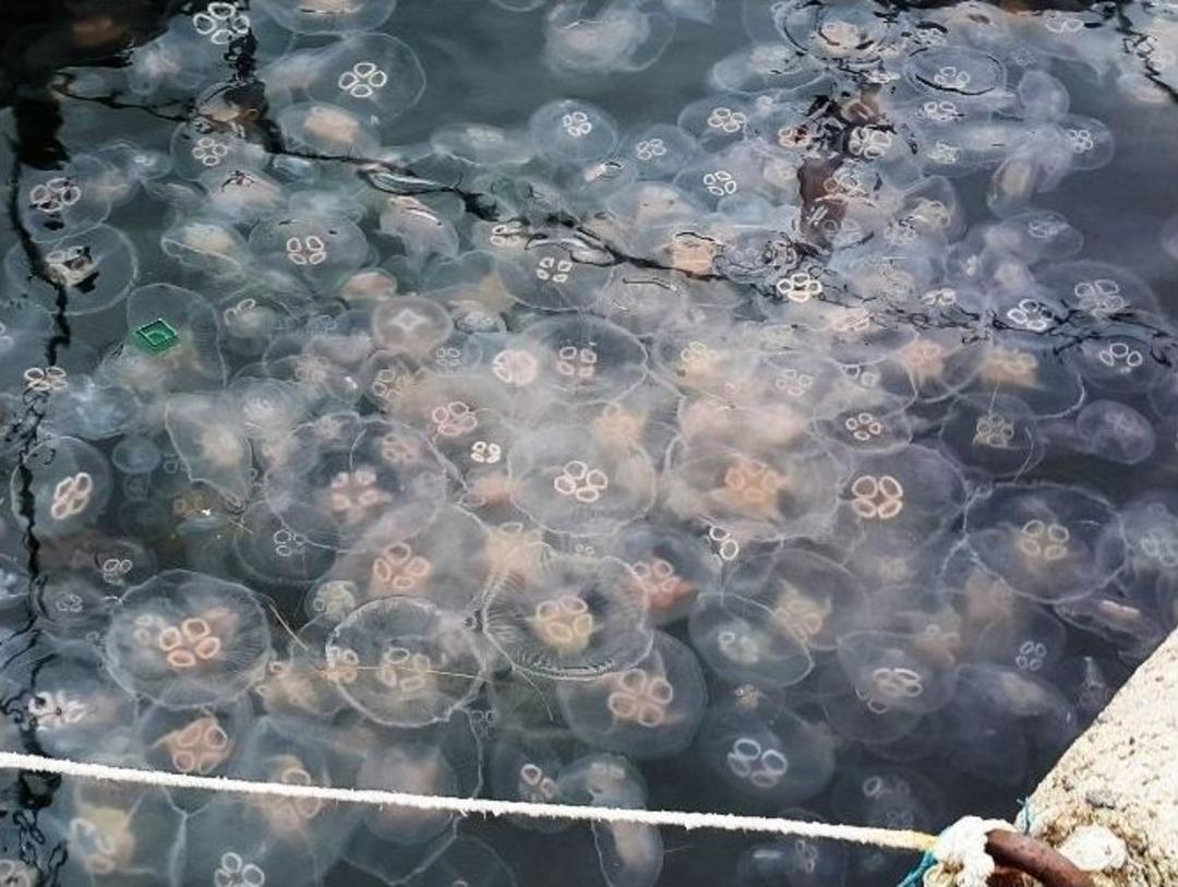 Binlerce Deniz Anası Sahili İstila Etti