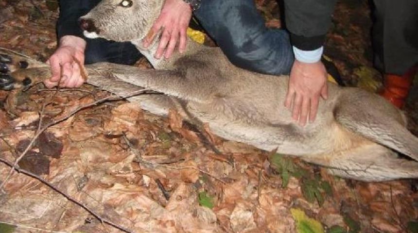 Dereye D&uuml;şen Karacayı Itfaiye Kurtardı