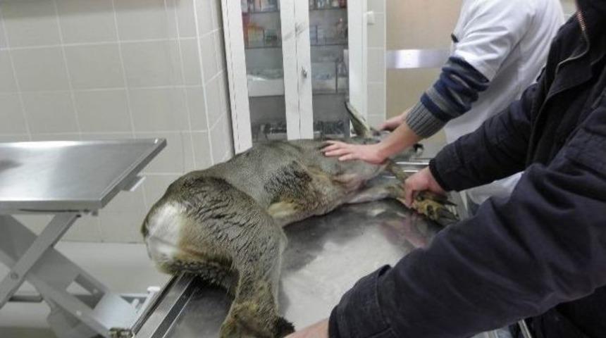 Yasak Avlanma Yapan Avcılara Para Cezası