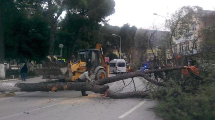 Fırtına Ağa&ccedil;ları Devirdi