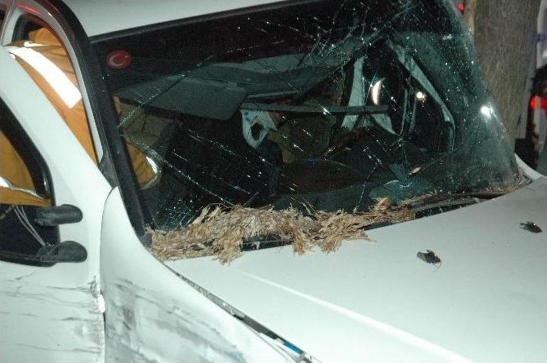 Ağaca &Ccedil;arpan S&uuml;r&uuml;c&uuml; Aracın İ&ccedil;inde Sıkıştı