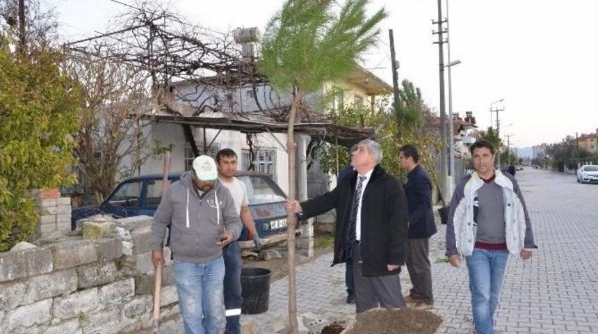 Dalaman&rsquo;da Cadde Kenarlarına 5 Bin Fidan Dikiliyor