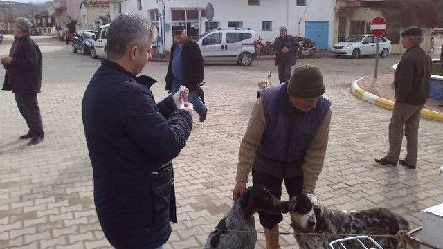 Köpekler Kuduz Tehlikesine Karşı Aşılanıyor