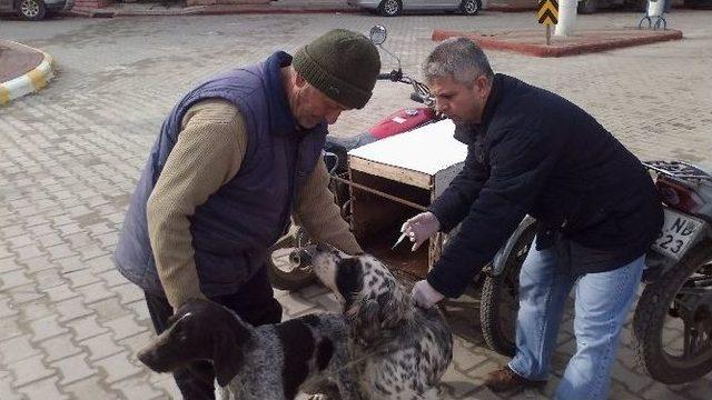 Köpekler Kuduz Tehlikesine Karşı Aşılanıyor