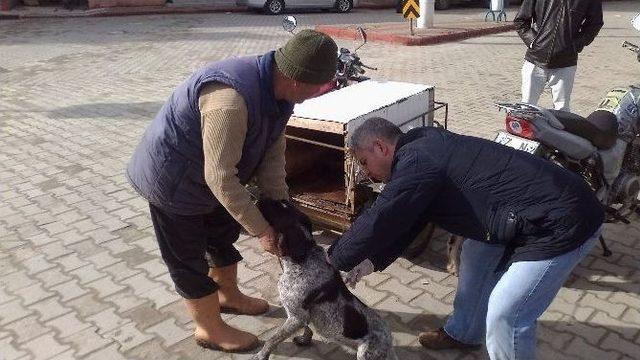 Köpekler Kuduz Tehlikesine Karşı Aşılanıyor