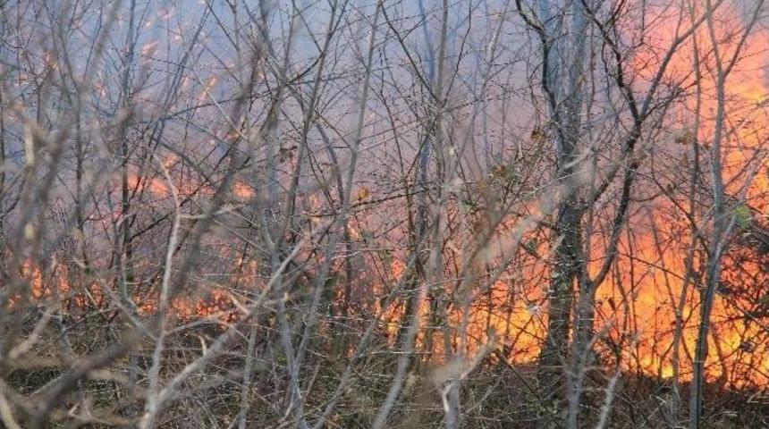 Orman Yangını Şiddetli Lodos Sebebiyle B&uuml;y&uuml;yor