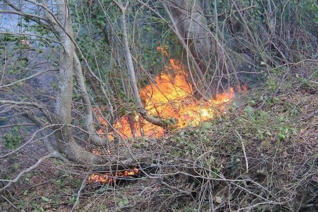 Orman Yangını Şiddetli Lodos Sebebiyle Büyüyor