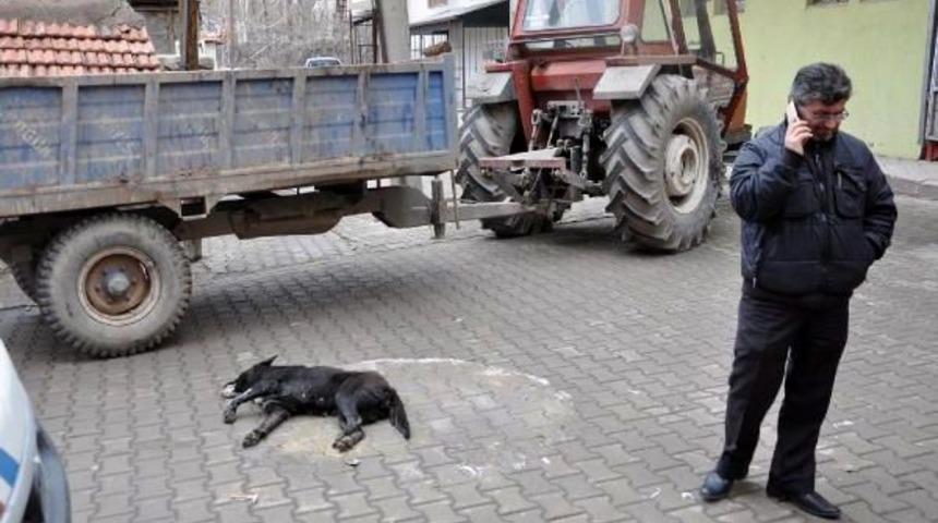 Zehirlenen Köpek Yol Ortasında Saatlerce Can Çekişti