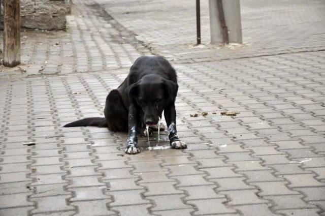 Zehirlenen Köpek Yol Ortasında Saatlerce Can Çekişti