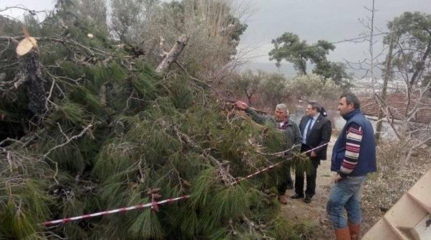 Dev &Ccedil;am Ağacı İki Evin &Uuml;zerine D&uuml;şt&uuml;