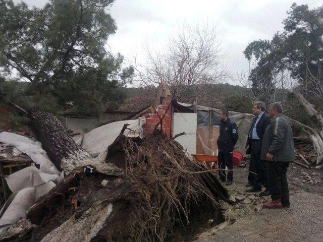 Dev Çam Ağacı İki Evin Üzerine Düştü