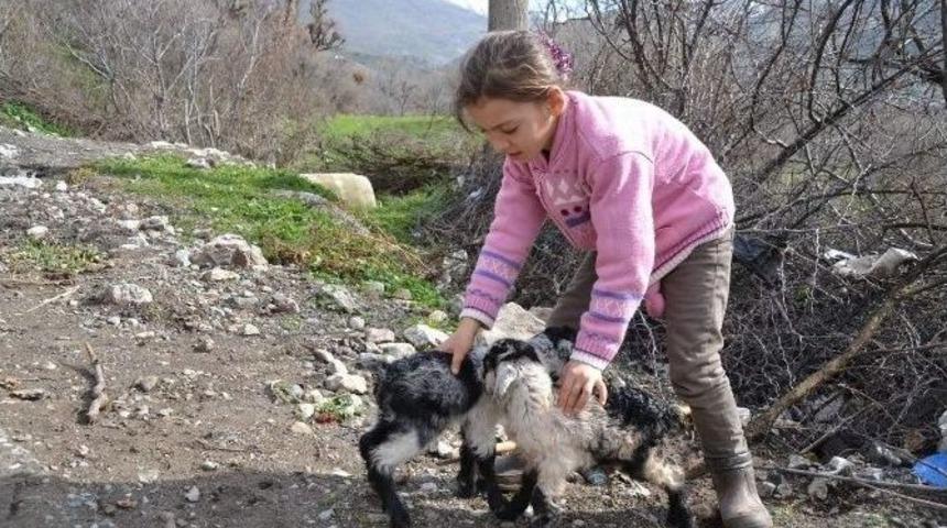 Siirt&rsquo;te Yavrulama D&ouml;nemi Başladı