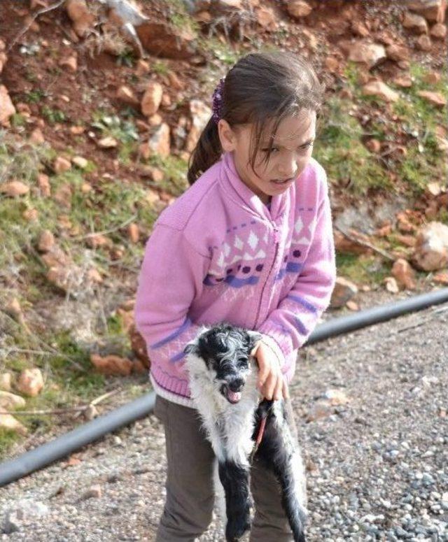 Siirt’te Yavrulama Dönemi Başladı